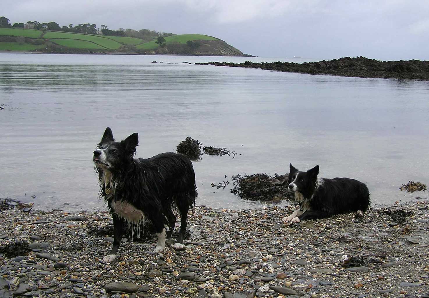 South side of the Helford Estuary - Sprout and Mazey on the beach at Bosahan, St Anthony's Head